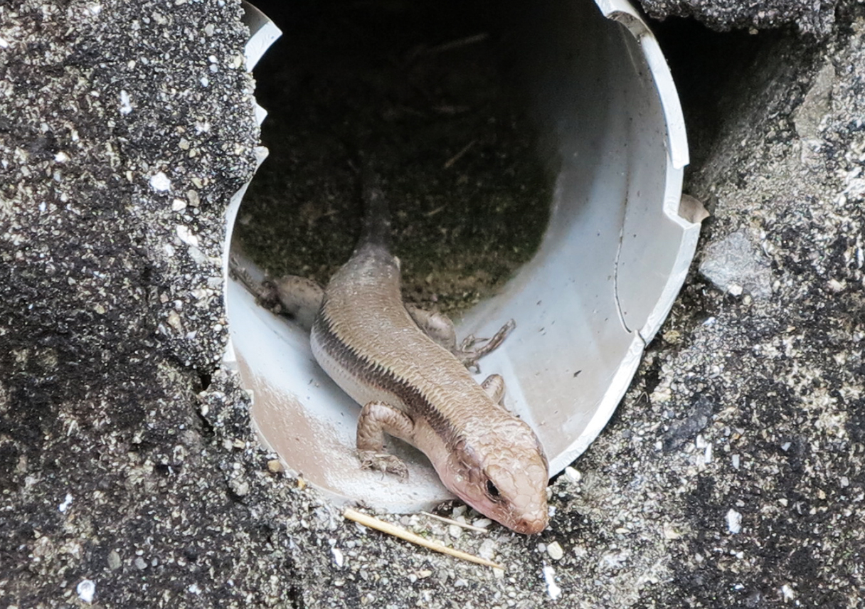 冬眠から目覚めたトカゲのドラゲ