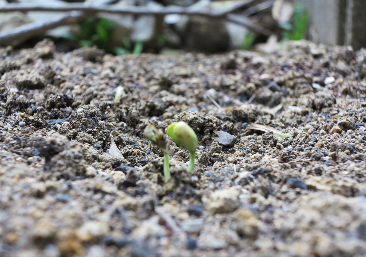 EM菌ボカシを枝豆畑の周囲にまいたら、蛆がぁ・・・