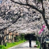 淡路島の桜の観光名所、曲田山公園に登ってきました〜😁