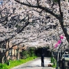 曲田山の桜