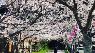 曲田山の桜