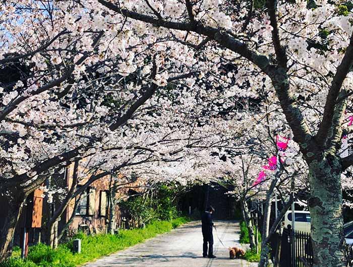 曲田山の桜