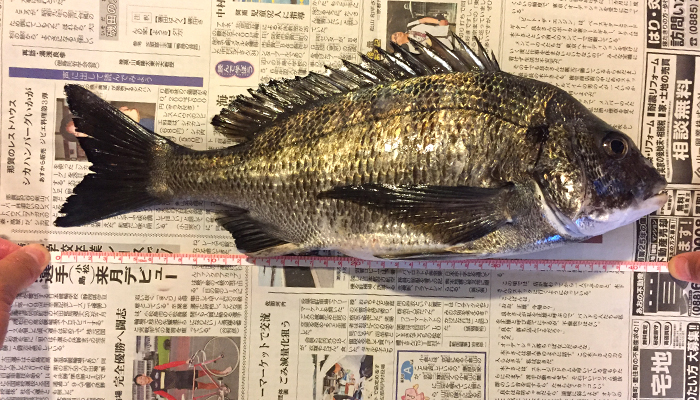 黒鯛40cmオーバー