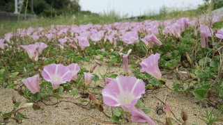 Thumbnail of post image 185