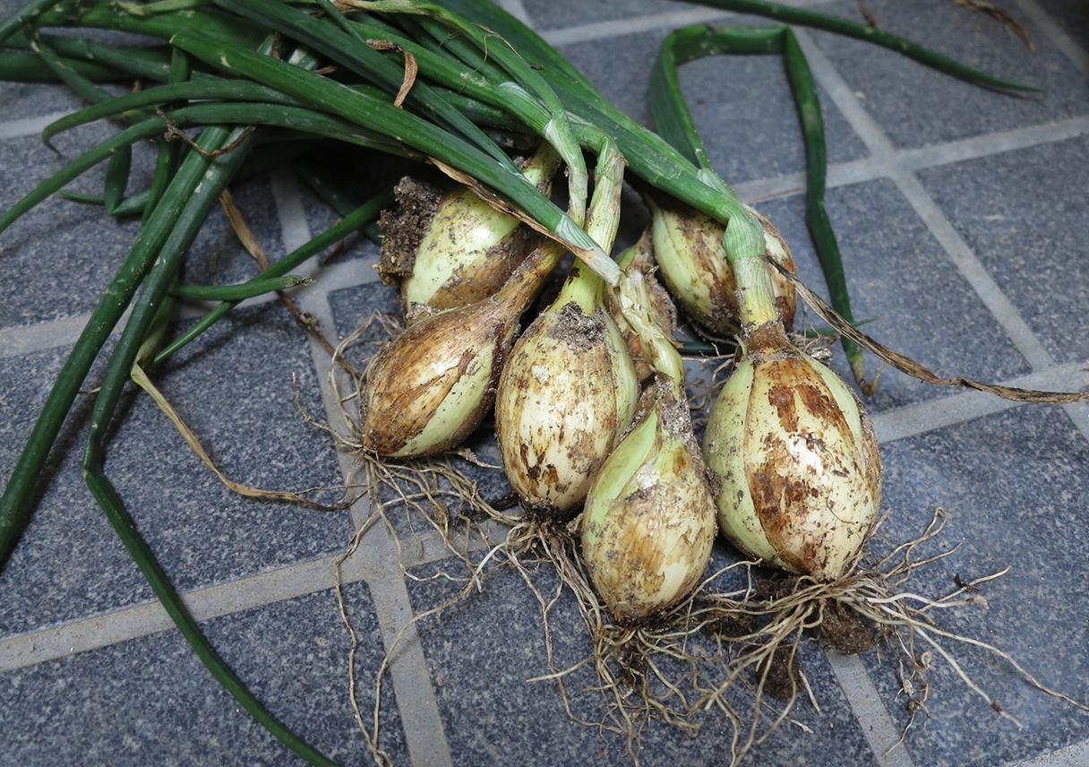 玉ねぎの初収穫。店頭品の5分の1の大きさにしかならず…