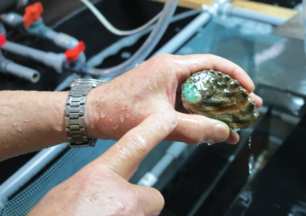 アワビの養殖ものは、貝にエメラルドが付いていた