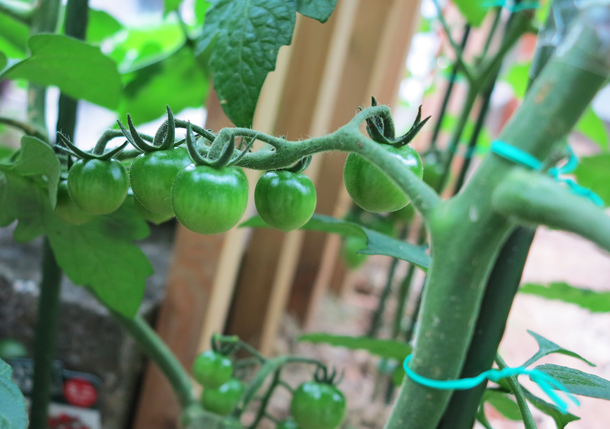 トマトが鈴なり。いつ赤くなるのかな〜