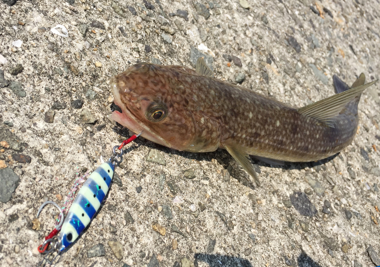 淡路島で朝からランガン。灘から、生石、炬口、佐野新島まで