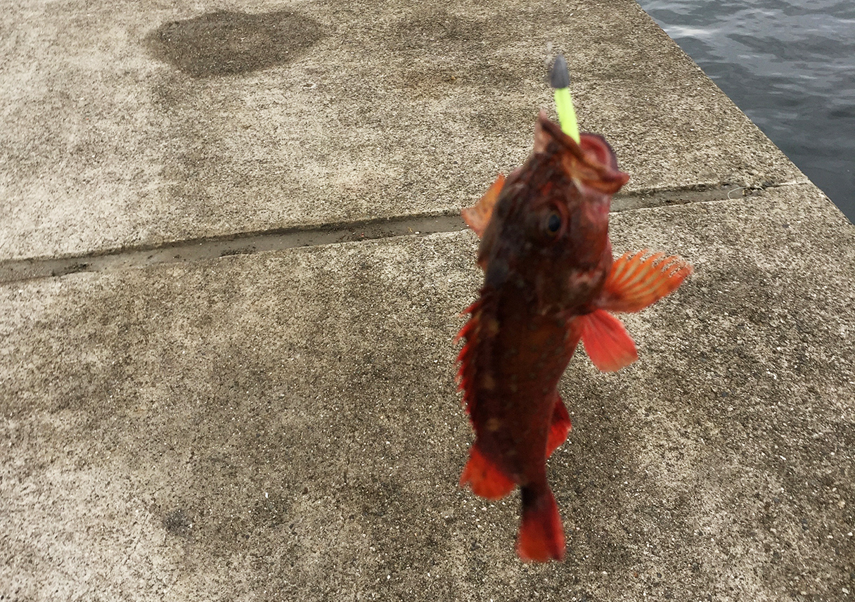 淡路島・佐野新島(南側)でノット結べず、ライトゲームへ