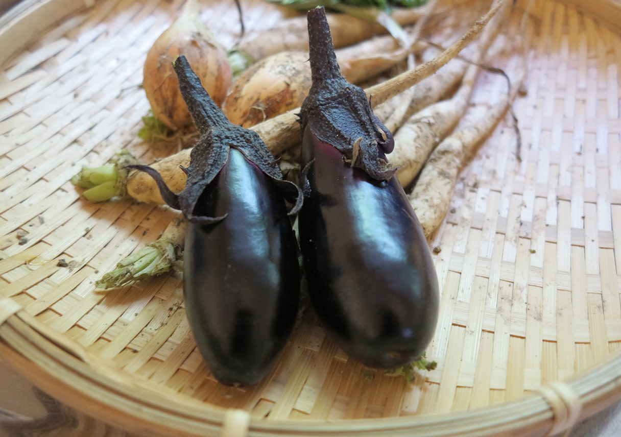 渡辺満里奈さんの「野菜の時間」を見て、すぐさまナスを収穫