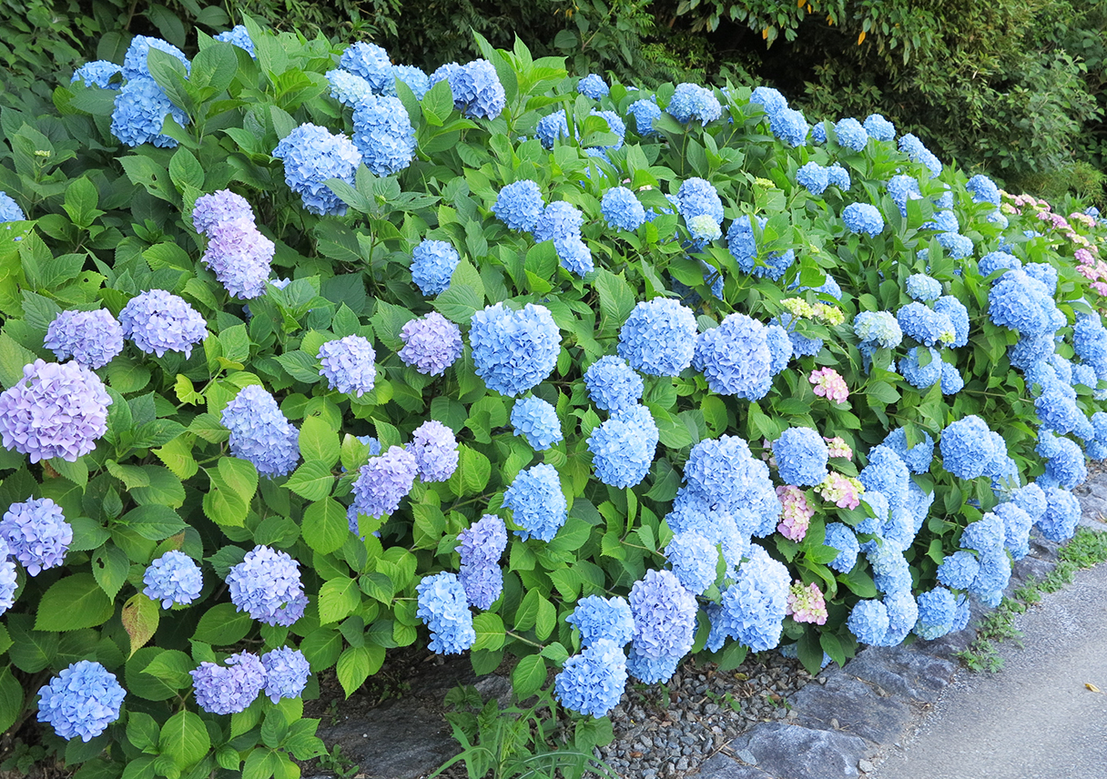 淡路島公園のアジサイがそろそろ見頃を迎えそうですよ