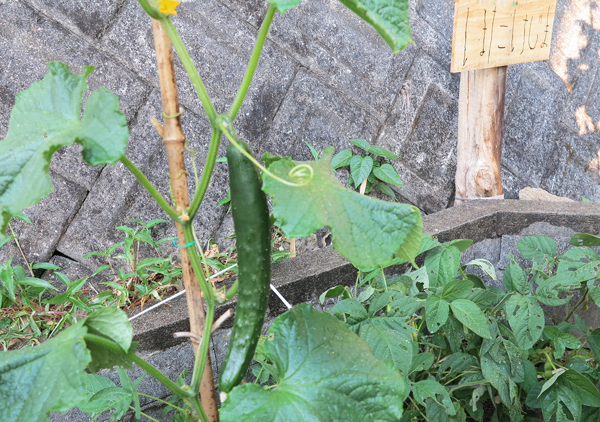 キュウリを初収穫。トマトもとって、今夜は冷やし中華です