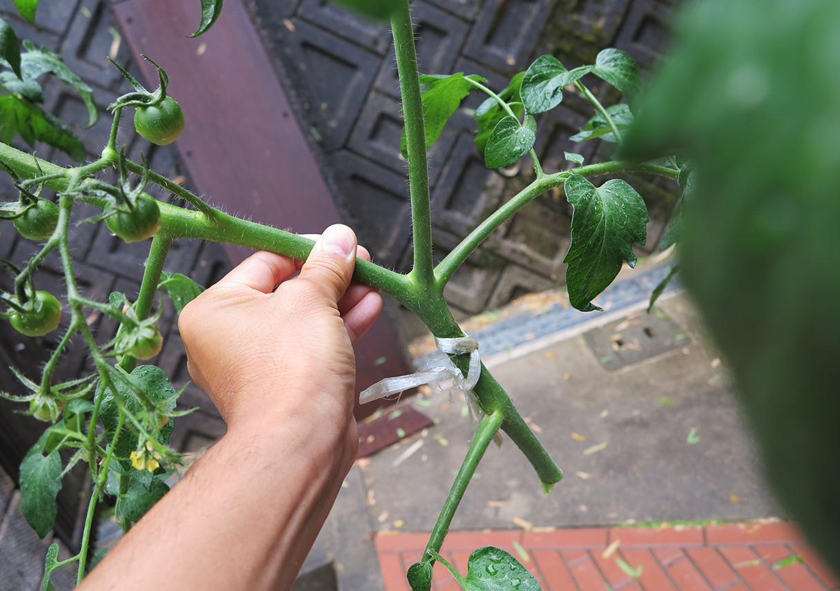 昨夜からの強風で、畑がやられてしまった・・・