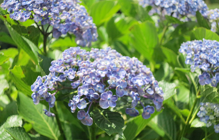 あわじ花の歳時記園のアジサイ