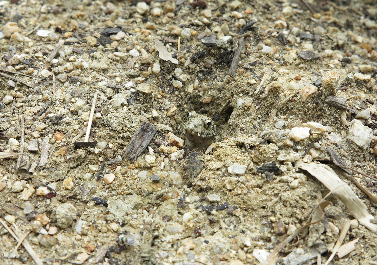 カエルのストライクを探せ、LEVEL5