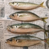アジ