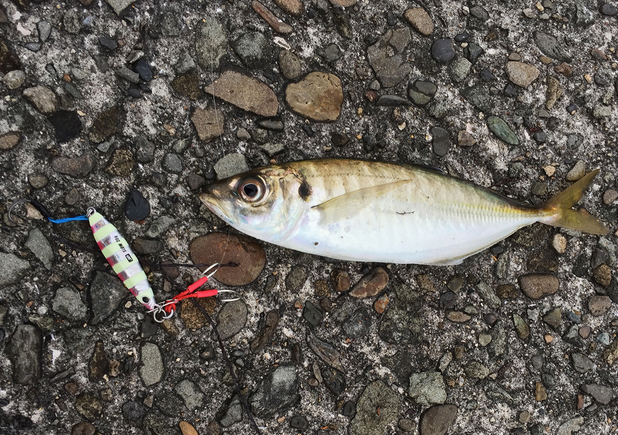 淡路島・塩田で、初めてアジを釣ったぞー