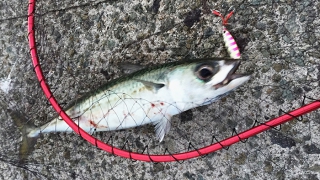 Thumbnail of post image 034