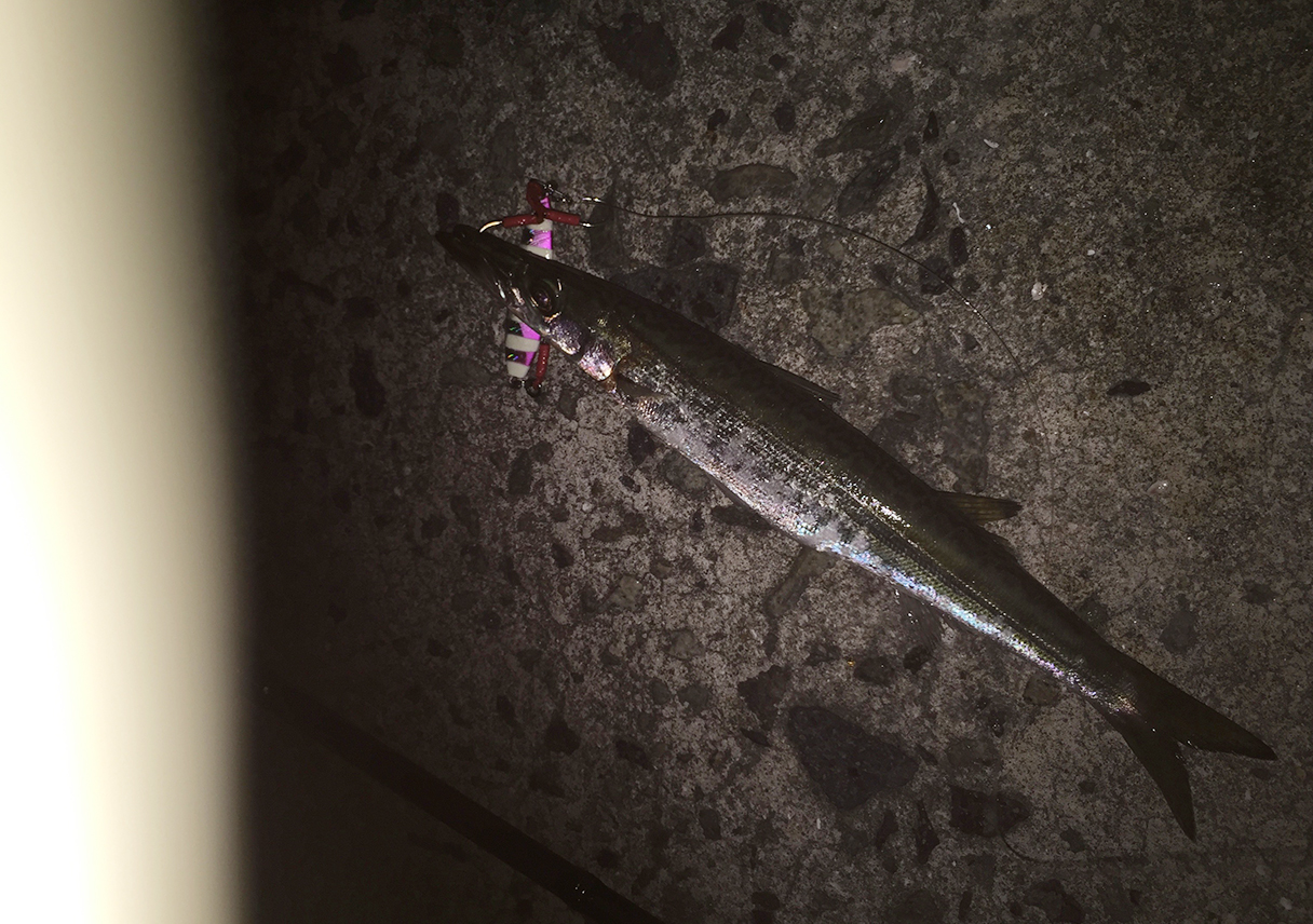 淡路島・洲本港(白灯)の朝マヅメ、大サバは厳しい状況