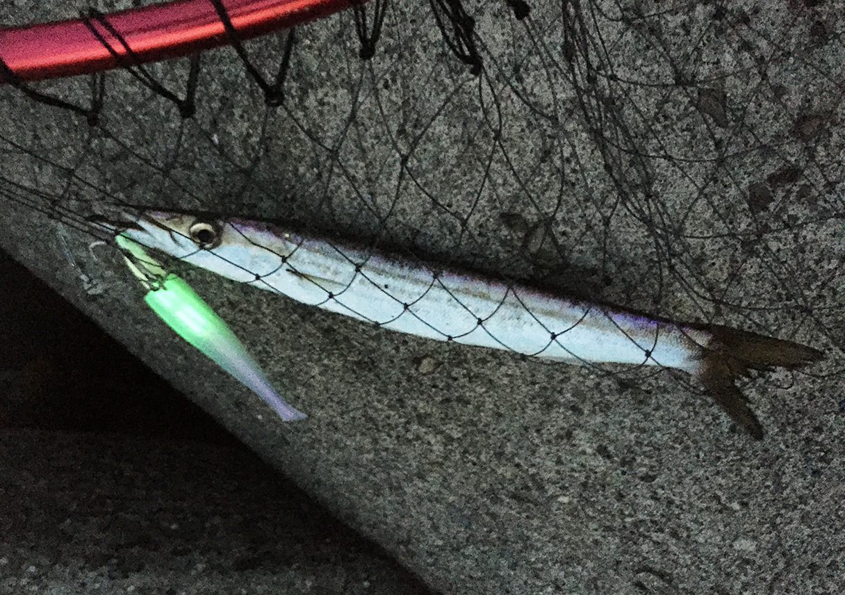 淡路島・津名港で、タチウオをポロリ・・・