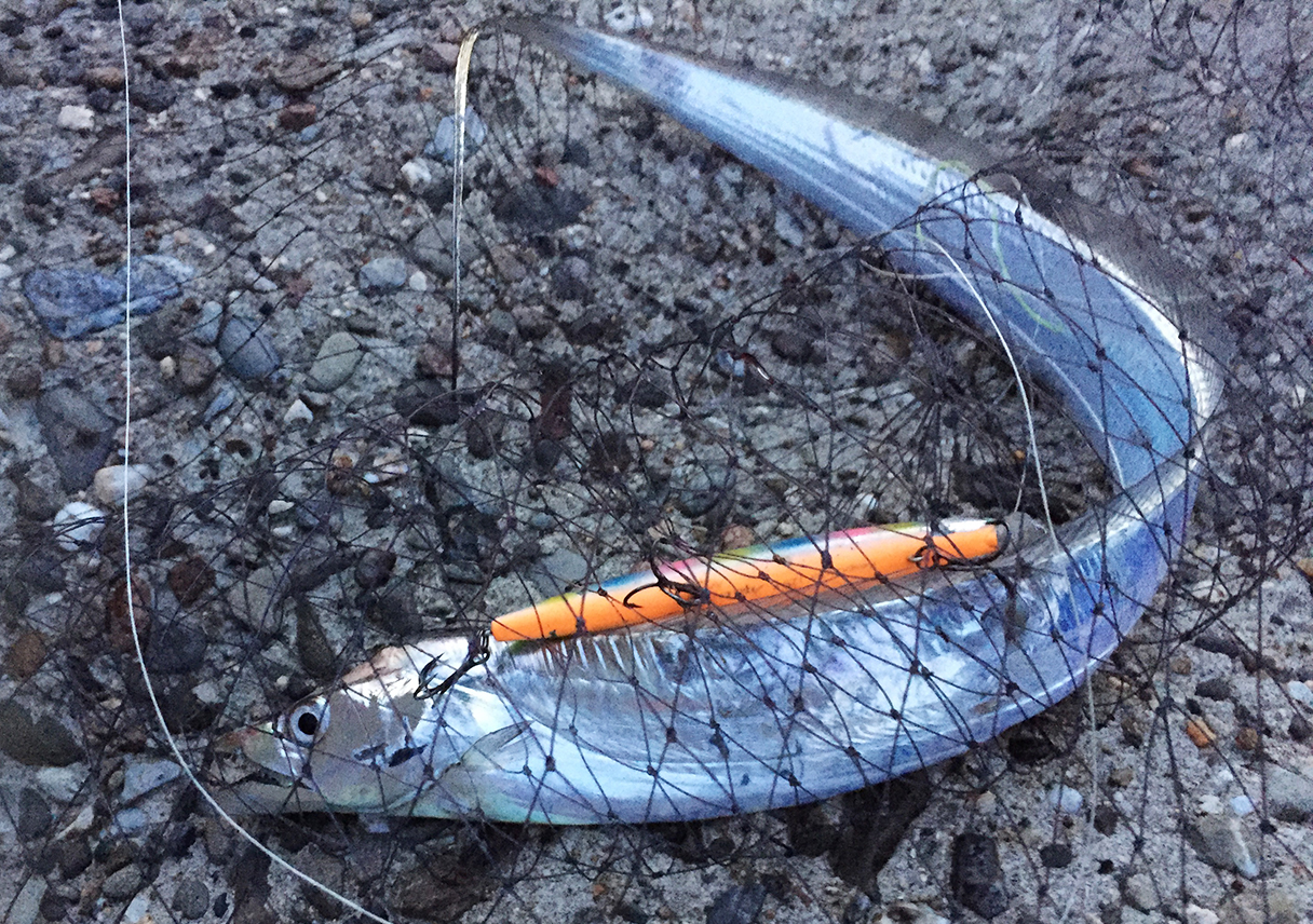 淡路島・津名港で、タチウオ（F3）をしっかりキャッチ