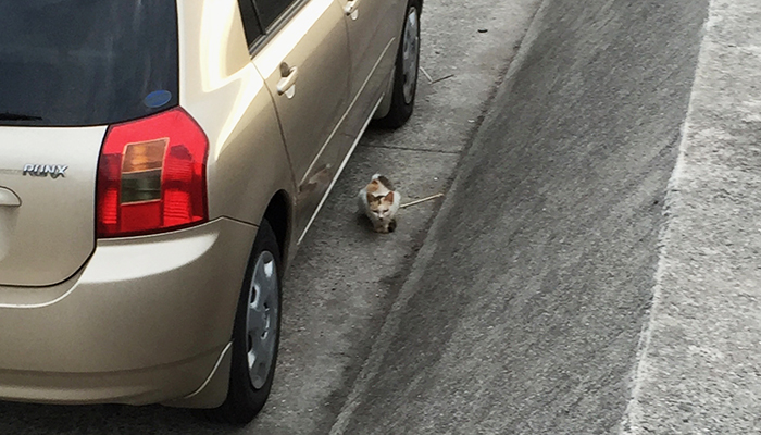 野良猫さん