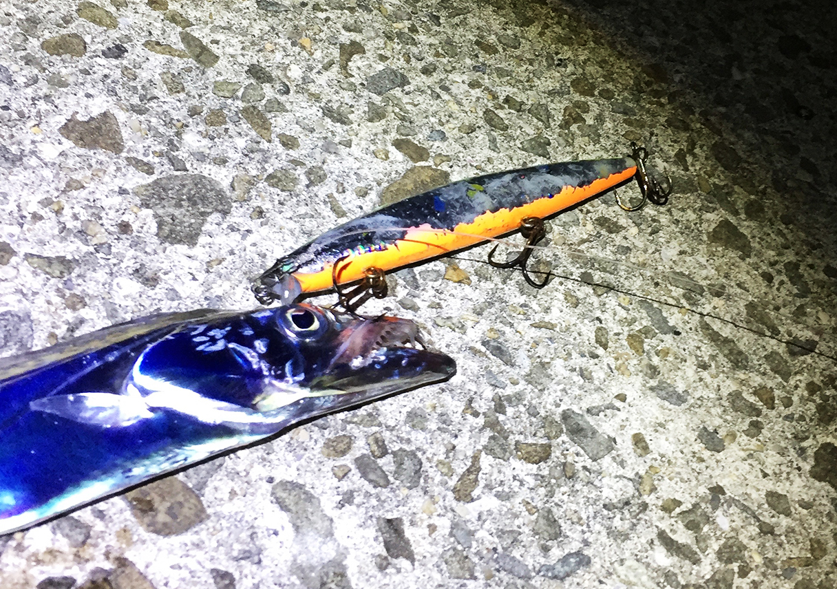 淡路島・佐野新島（北側）で、癒しのタチウオ