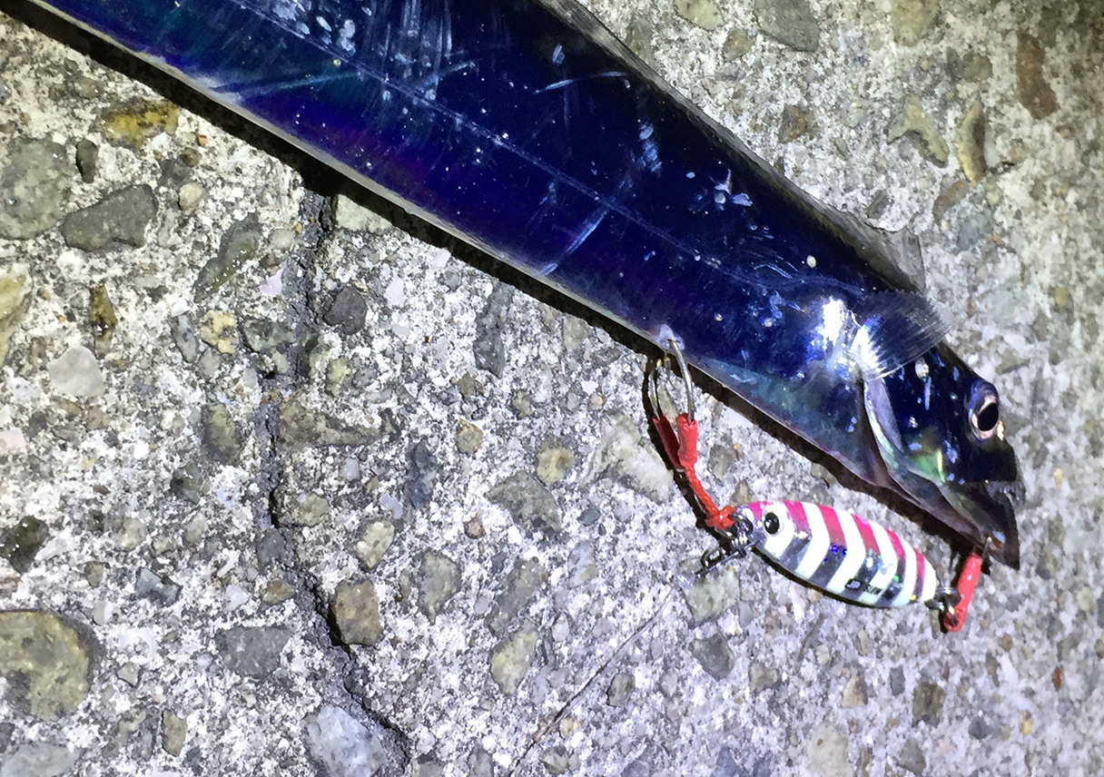 淡路島・志筑新島（南側）で、安定のタチウオ