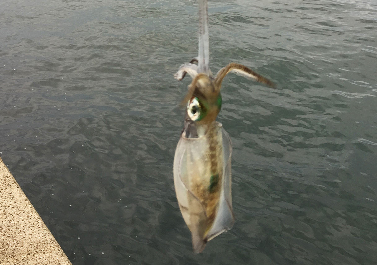渋い海でも、釣れる人は釣れるんよねー