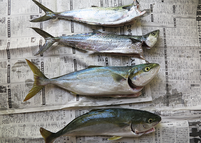 9月10日の釣果