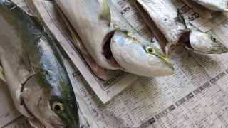 ムコイチの釣果