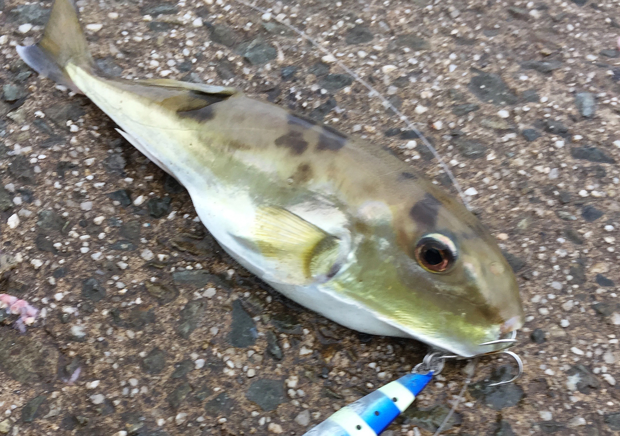 淡路島・都志もあか〜ん