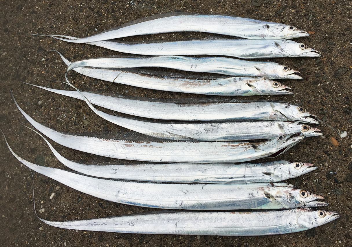 淡路島・志筑で、初めてのツ抜け!全てスチールミノーで