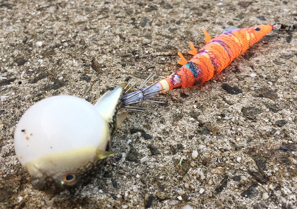 淡路島・都志で、さらっと撃沈