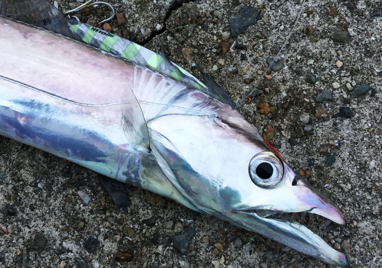 台風後の淡路島・都志は、ずーとタチウオタイム