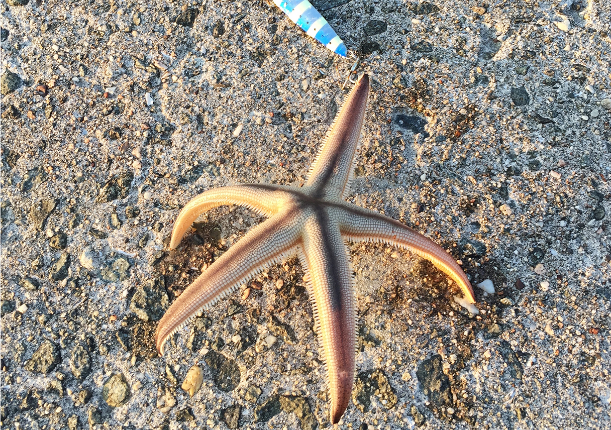お魚さんはどこへやら。初めてヒトデを釣りましたが…