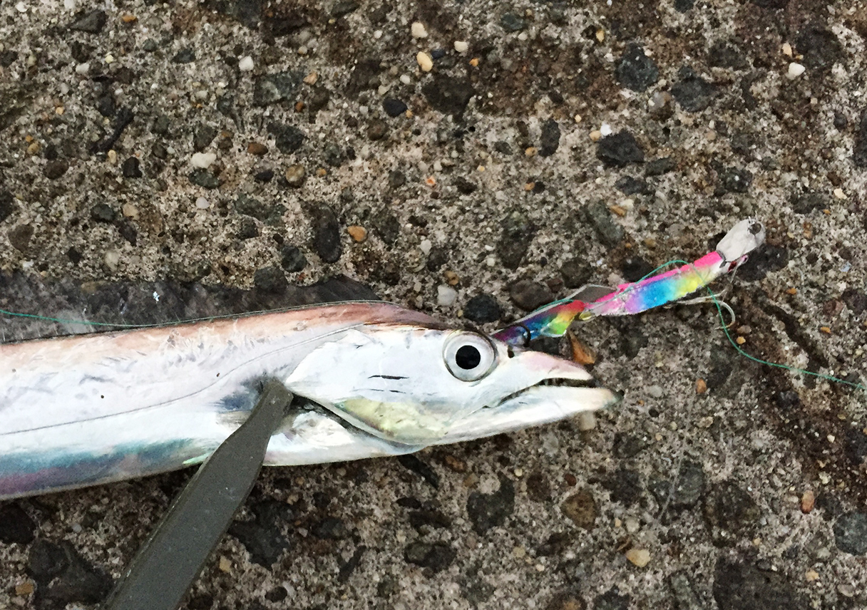 今シーズンのタチウオ100匹を達成!