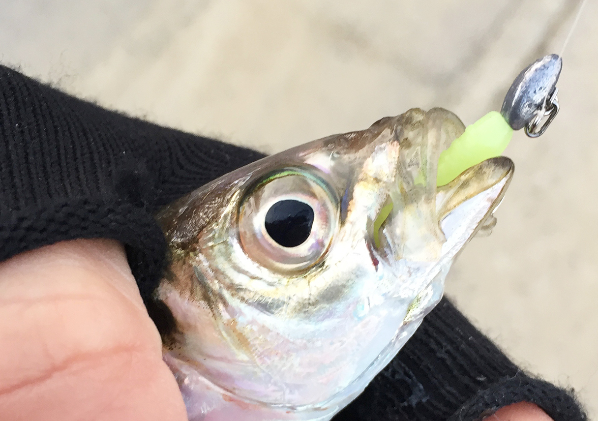 洲本港で、1時間ばかりのアジング。寒いっす・・・