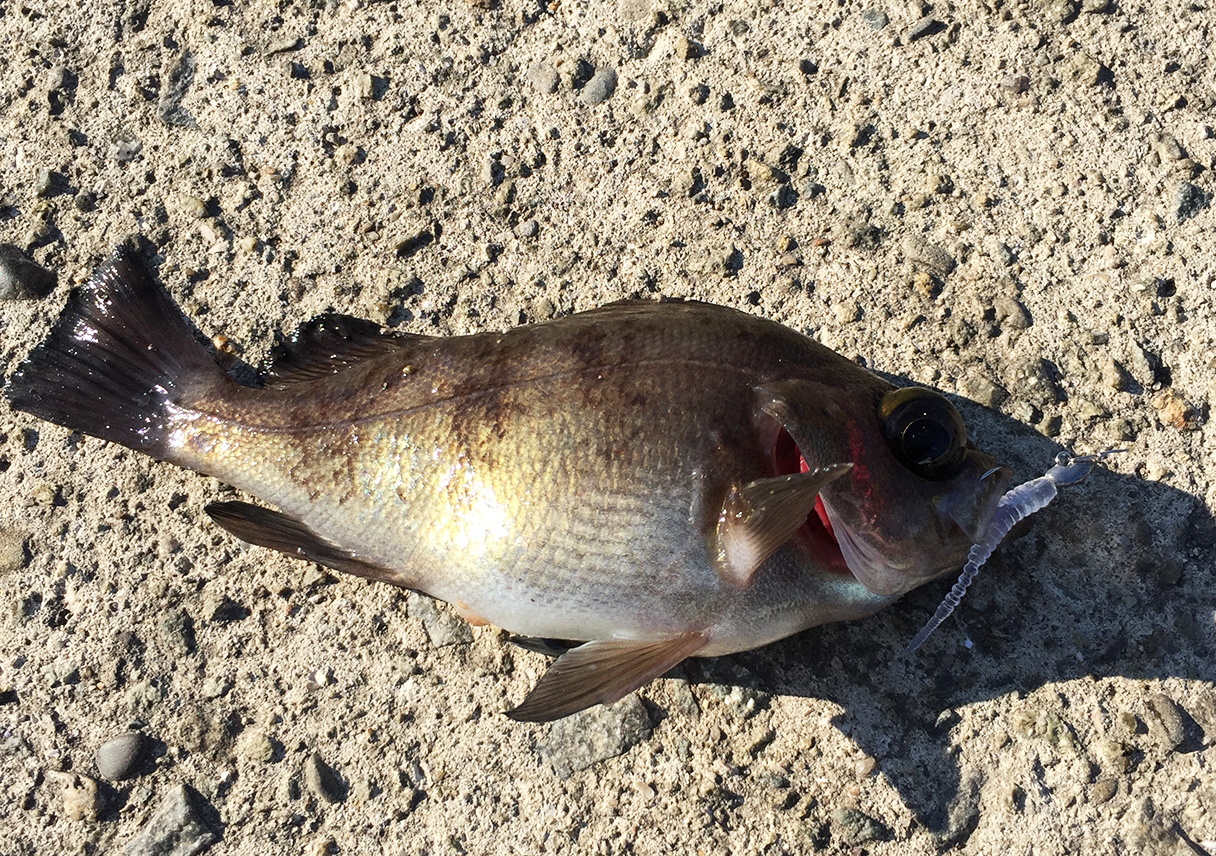 由良漁港で、初めてのメバルをゲット