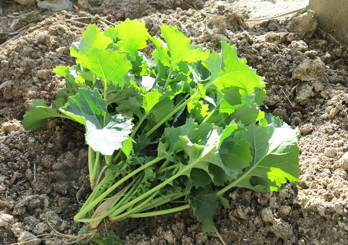 今年初めての収穫。くきたち菜を採りましたー