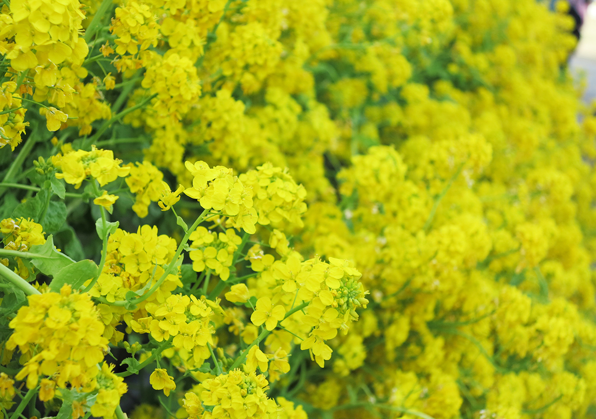五色菜の花まつりで、ジョニーの歌声を聴いてきたよー