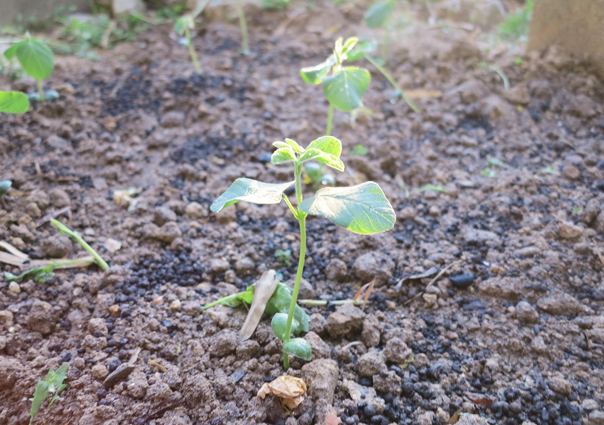 今年も枝豆を植えました。トマトは、種から挑戦です
