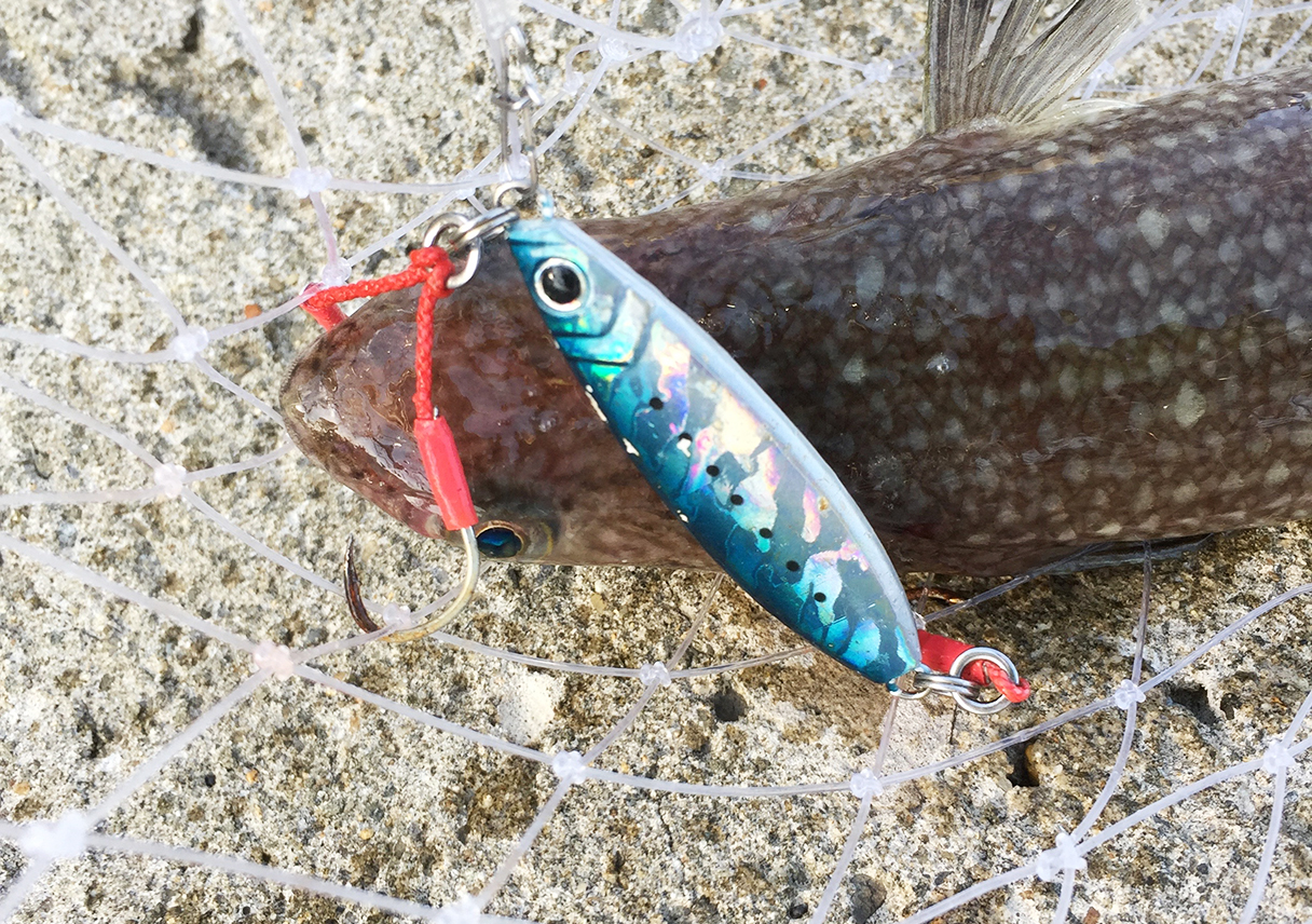 シーバス狙いの徳島遠征はエソのみ、、