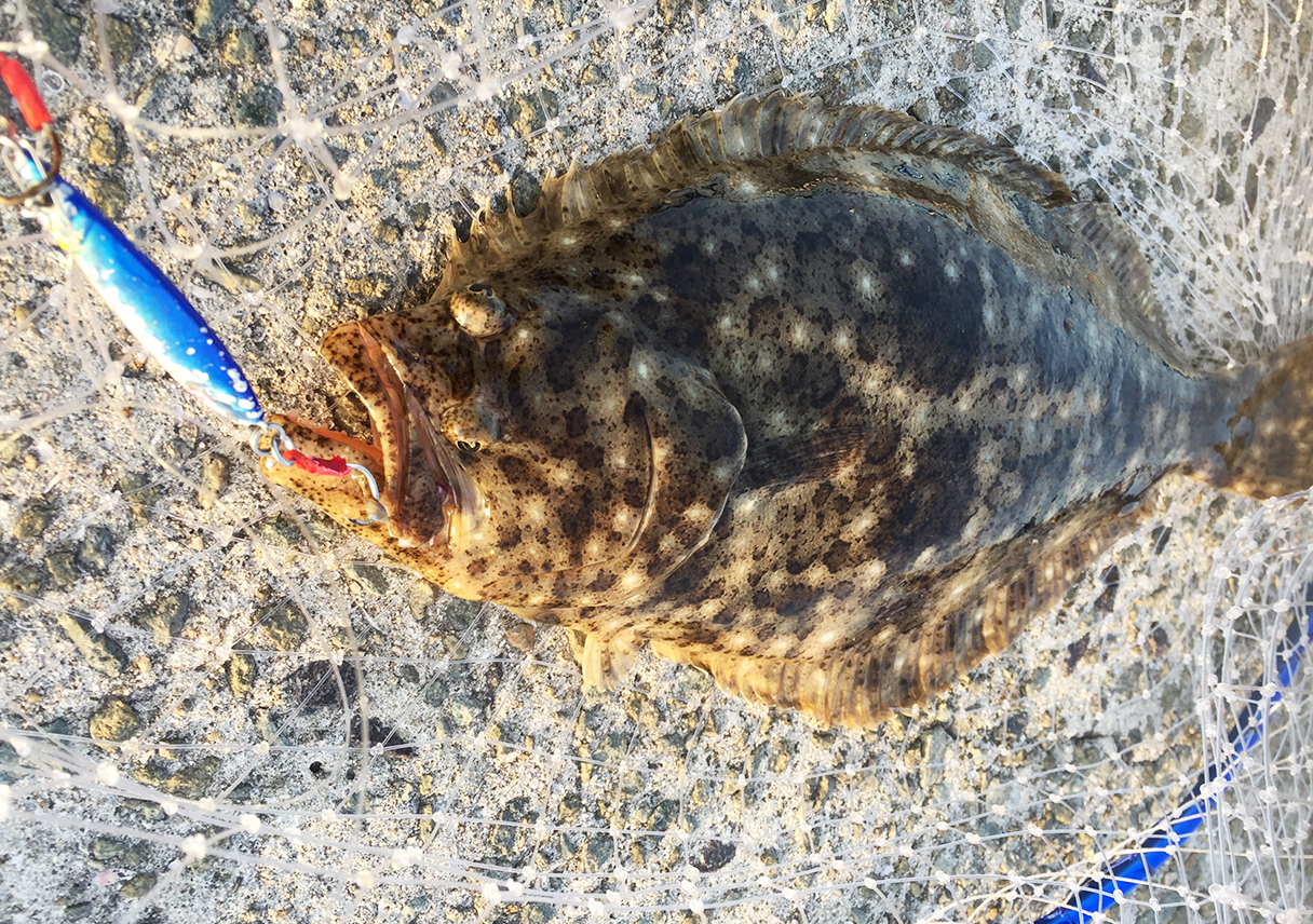 淡路島・洲本で、初めてのヒラメをキャッチ!
