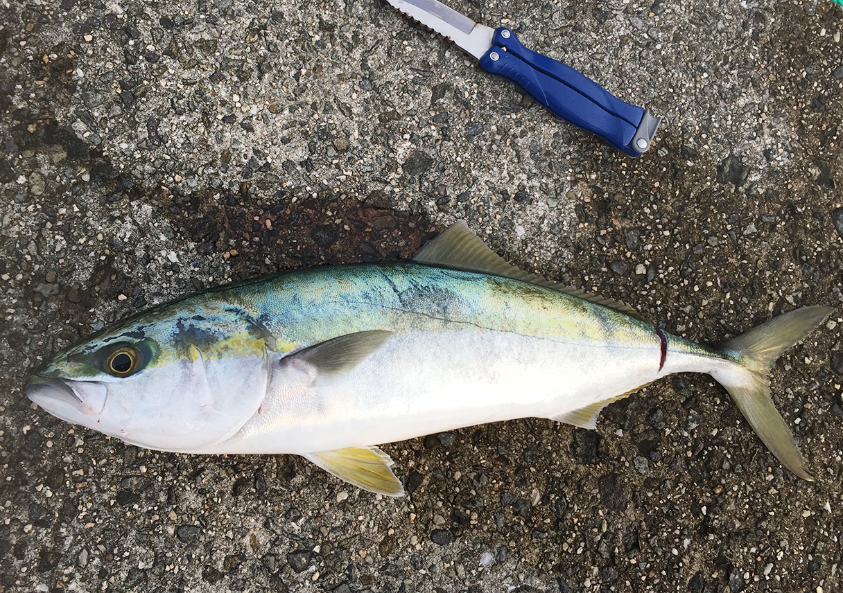 淡路島・佐野で青物キャッチ!からの、タコー