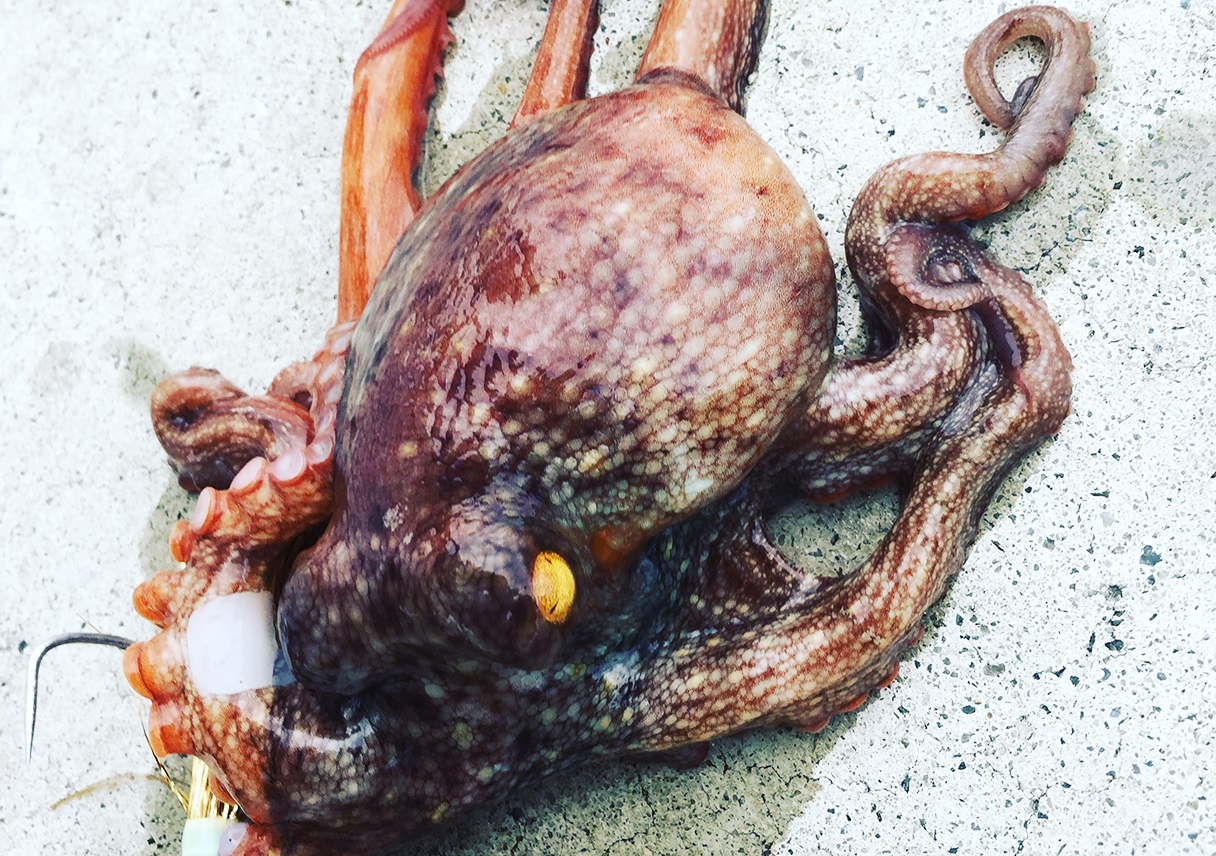 レスポンダー不発。。なんとかタコ一杯