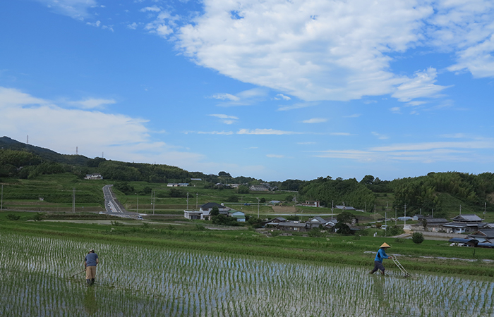 雑草抜き