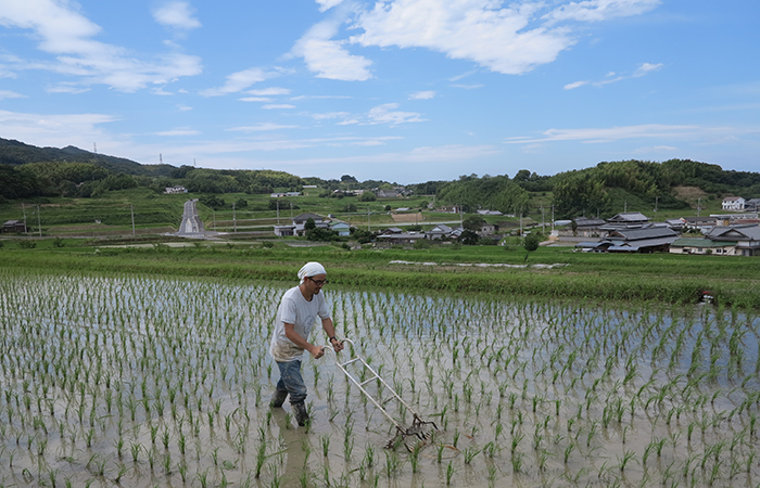 雑草抜き