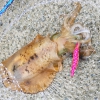 淡路島・育波で、春イカ（1キロアップ）をキャッチ！