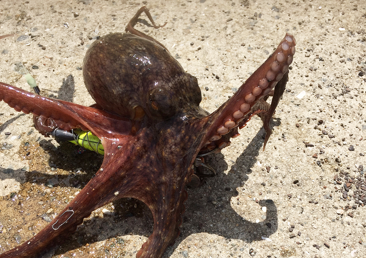 タコは釣れるようになったけど、手首が崩壊しそう…